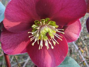 Helleborus Anna's Red