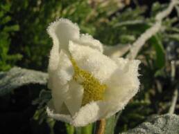 Fiore congelato di Helleborus niger o Rosa di Natale