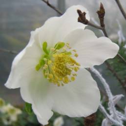 Fiore dell'Helleborus niger