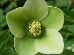 Fiore dell'Helleborus viridis