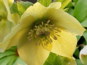 Questa varietà si presenta con eleganti e delicati fiori color crema