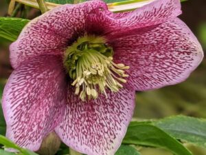 Helleborus x hybridus 'VIV Eloisa'