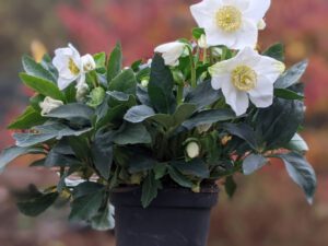 Helleborus niger vaso diametro 15 cm