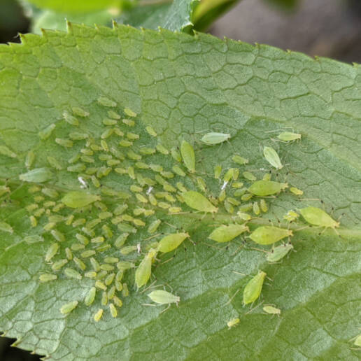 Danni Macrosiphum hellebori