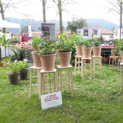 Particolare mostra ellebori botanici a Lucca