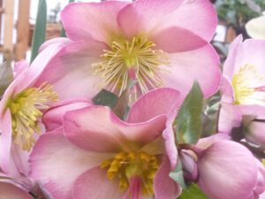 Helleborus 'Cheryl's Shine' (Rodney Davey Marbled Group)