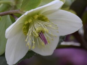 Helleborus 'Moondance' (Rodney Davey Marbled Group)