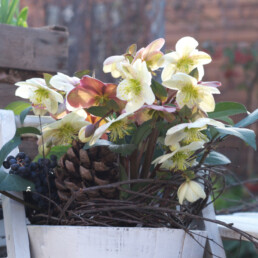 Helleborus x ballardiae 'CANDY LOVE'