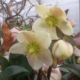 Helleborus x ballardiae 'CANDY LOVE'