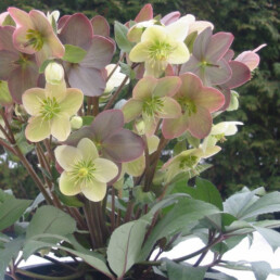 Helleborus x ballardiae 'CANDY LOVE'