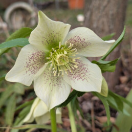 Fiore di colore bianco crema al cui interno sono presenti dei puntini porpora