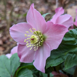 Helleborus x lemonnierae 'DIANA'