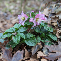 Helleborus x lemonnierae 'DIANA'