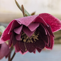 Helleborus x hybridus 'Doppio Aubergine'