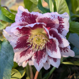 Doppio Rosa chiaro con macchia