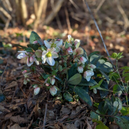 Helleborus x ericsmithii 'WANDA'