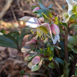 Helleborus x ericsmithii 'WANDA'