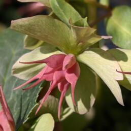 fruttificazione Helleborus x ericsmithii 'WANDA'