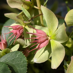 fruttificazione Helleborus x ericsmithii 'WANDA'