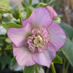 Helleborus x hybridus 'Cuore d'Anemone Rosa'