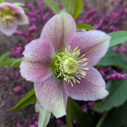 Helleborus x hybridus 'Pink Spray'