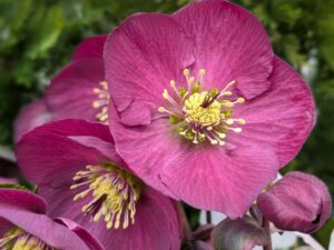 Helleborus 'Sifra'