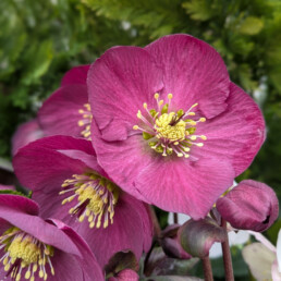 Helleborus 'Sifra'