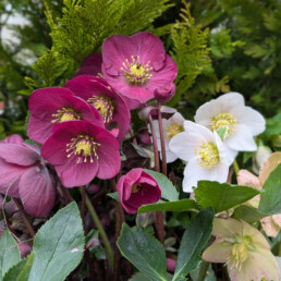 Helleborus 'Sifra'