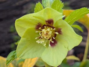 Helleborus x hybridus 'Giallo Verde con Centro Rosso'