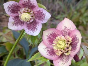 Helleborus x hybridus 'Anemone Rosa Guttato'