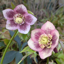 Helleborus x hybridus 'Anemone Rosa Guttato'