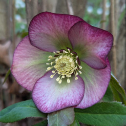 Helleborus x hybridus 'Merlino'