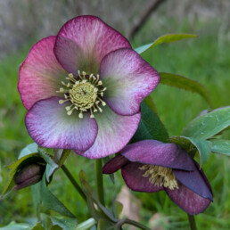 Helleborus x hybridus 'Merlino'